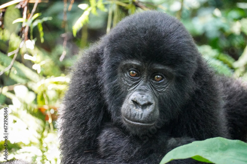 Juvenile Mountain Gorilla in Bwindi Impenetrable Forest © Michelle