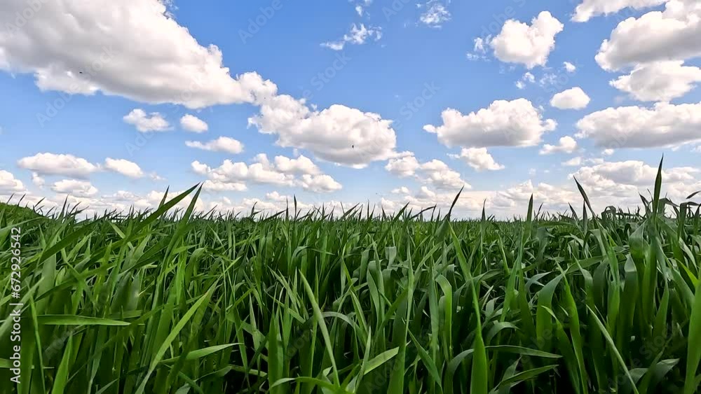 Green sprouts of winter wheat on the field Green sprouts of winter wheat on the field