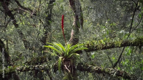 Bromeliad Flower at Atlantic Forest - Canela, Rio Grande do Sul, Brazil