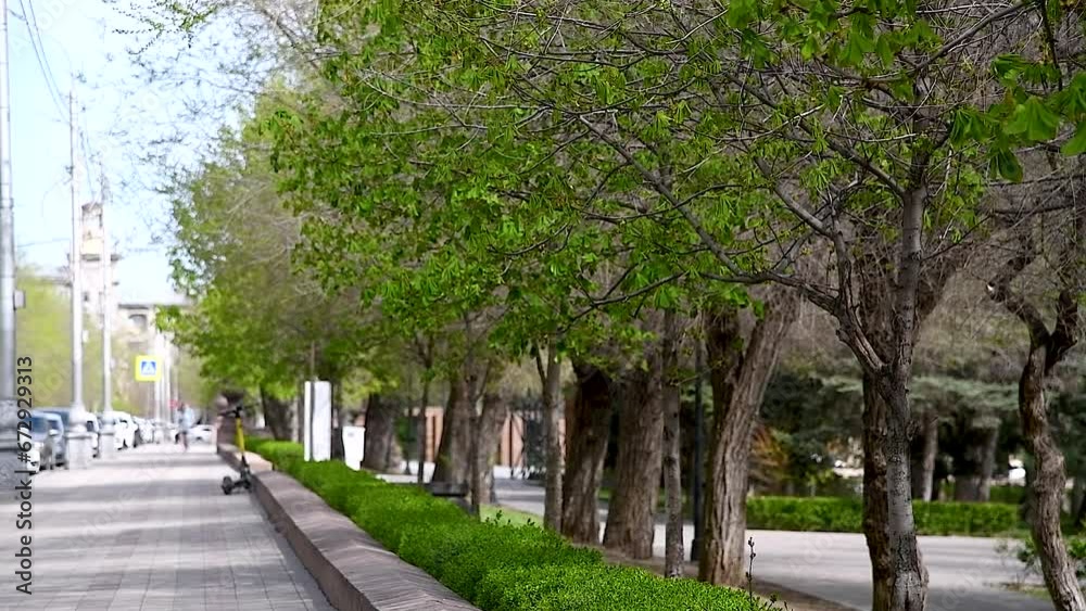 Trees and bushes have young leaves blooming in the park Trees and bushes have young leaves blooming in the park