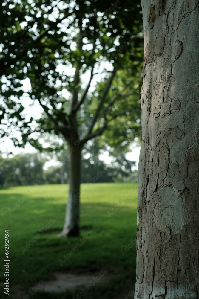 Fototapeta premium Vertical shot of a picturesque outdoor scene featuring a large tree trunk in a lush green field