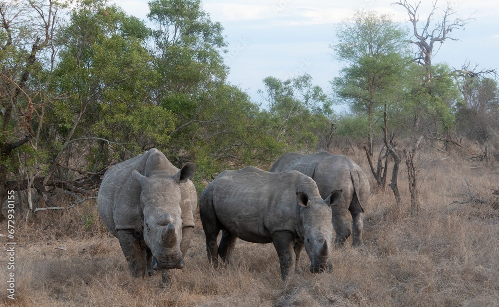 Fototapeta premium African rhinoceroses standing in a grassy field, with a lush forest in the background