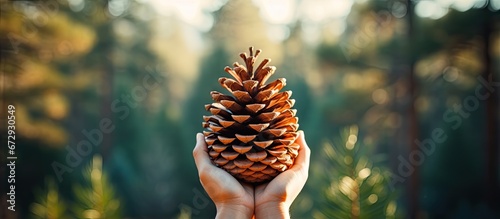 Holding a pine cone surrounded by a serene natural setting Mystical botanical symbol of interconnectedness The idea of exploring and harmonizing with the natural world
