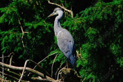 Gray Heron standing in front of trees and branches