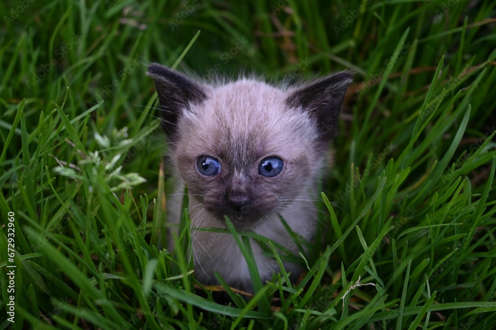 Adorable Siamese kitten with vivid blue eyes peeking out from the lush green grass