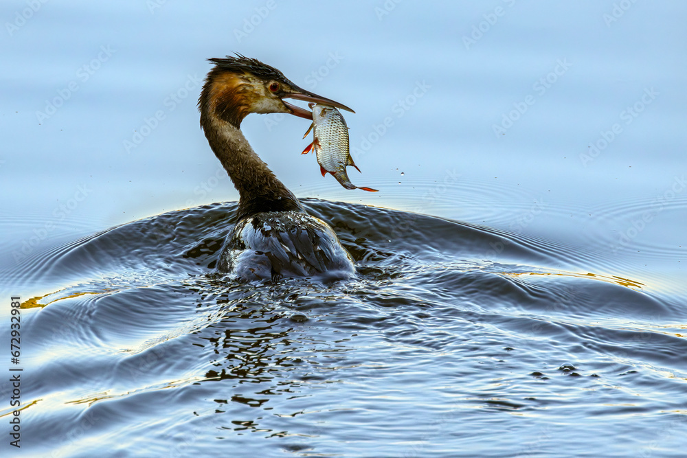 Great crested grebe (Podiceps cristatus) with a caught fish in its beak. South Poland. Selective focus on bird's eye