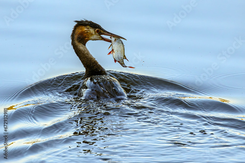 Obraz na płótnie Great crested grebe (Podiceps cristatus) with a caught fish in its beak. South Poland. Selective focus on bird's eye w salonie