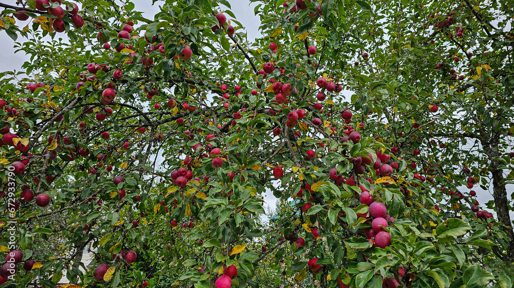  Rural apple orchard. In the frame, ripe red apples on a tree
