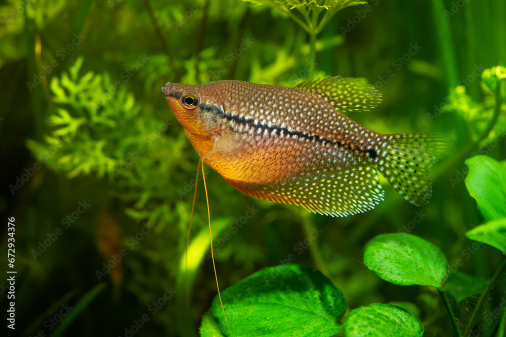 Mosaic gourami exotic fish underwater swim, pearl gourami labyrinth fish anabantoidei also called climbing fish in the nature wild aquarium tank Mosaic gourami exotic fish underwater swim, pearl gourami labyrinth fish anabantoidei also called climbing fish in the nature wild aquarium tank