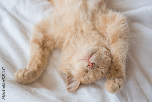 Ginger cat sleeps on his back on a soft white blanket, cozy home and vacation concept, cute red or ginger kitten.