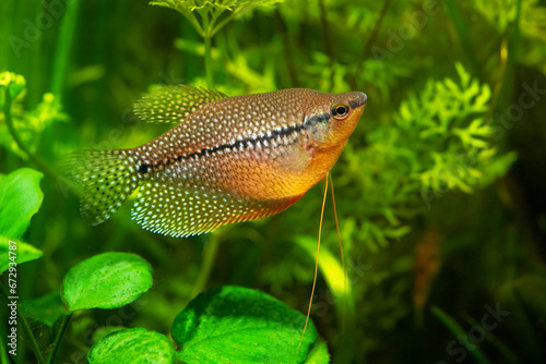 Mosaic gourami exotic fish underwater swim, pearl gourami labyrinth fish anabantoidei also called climbing fish in the nature wild aquarium tank