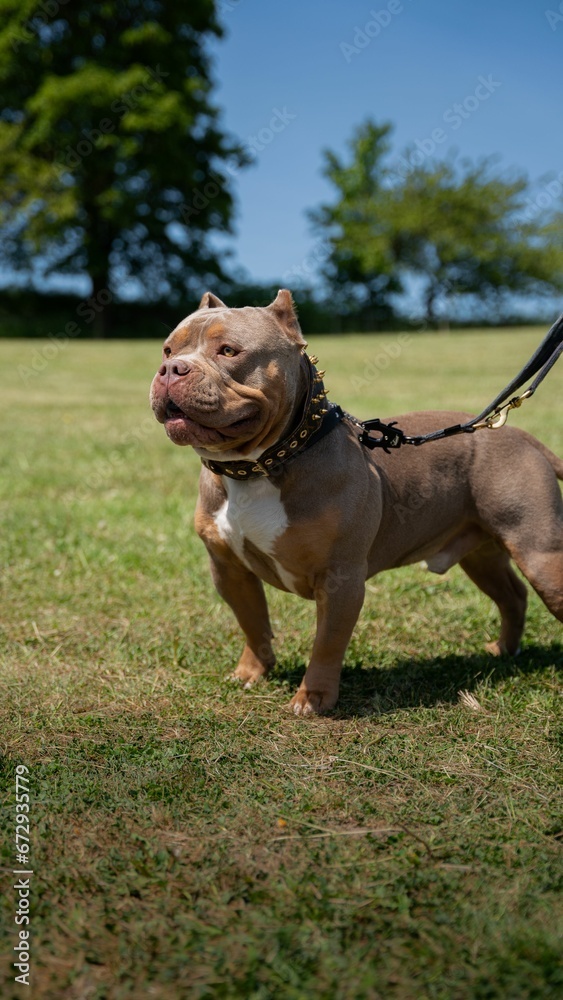 Adorable American Bully walking across a lush green grassy area on a sunny day