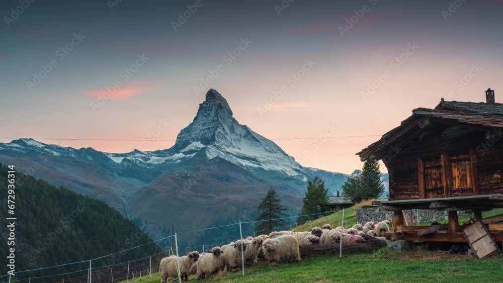 Sunset over Matterhorn with flock of Valais blacknose sheep and wooden hut on hill at Zermatt, Switzerland