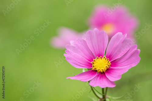 Large pink flower of the Cosmos bipinnatus  garden cosmos on green background with copy space