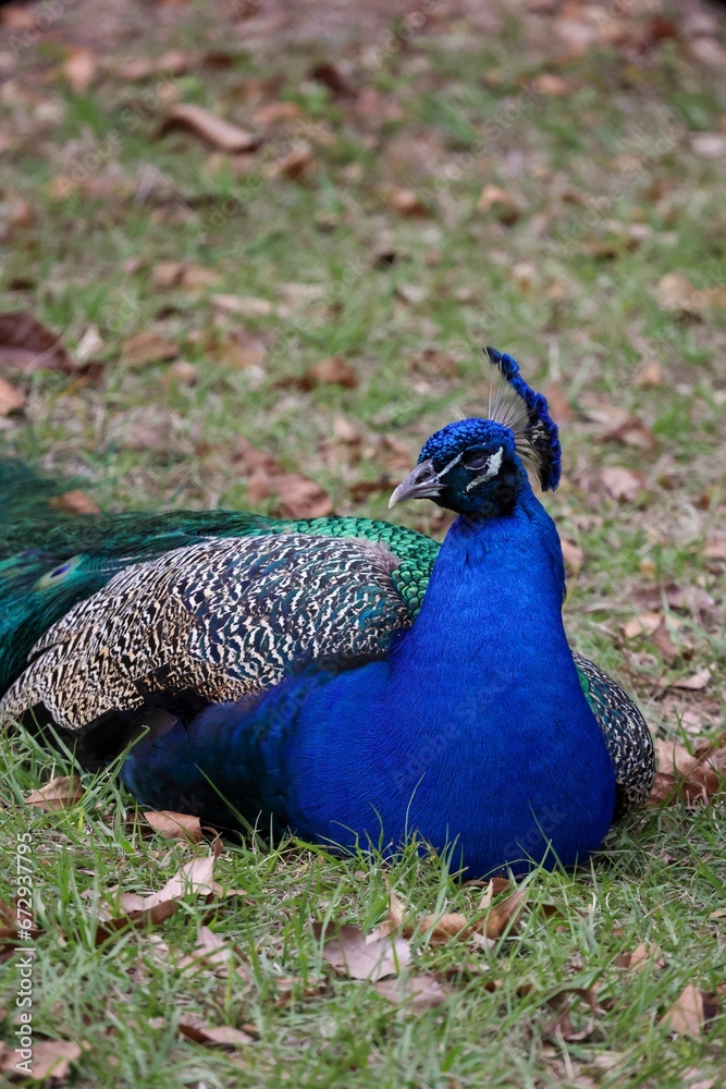 Beautiful peacock on a green grass, looking off into the distance Beautiful peacock on a green grass, looking off into the distance
