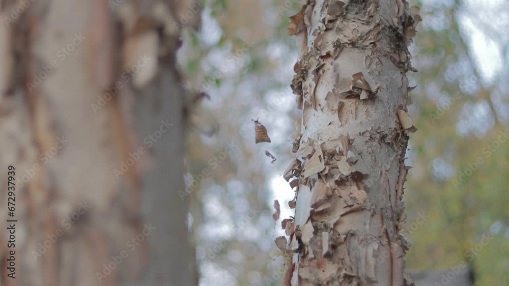 Close up of a river birch tree with shallow depth of field during fall-time. 4k Resolution, Color-graded Close up of a river birch tree with shallow depth of field during fall-time. 4k Resolution, Color-graded