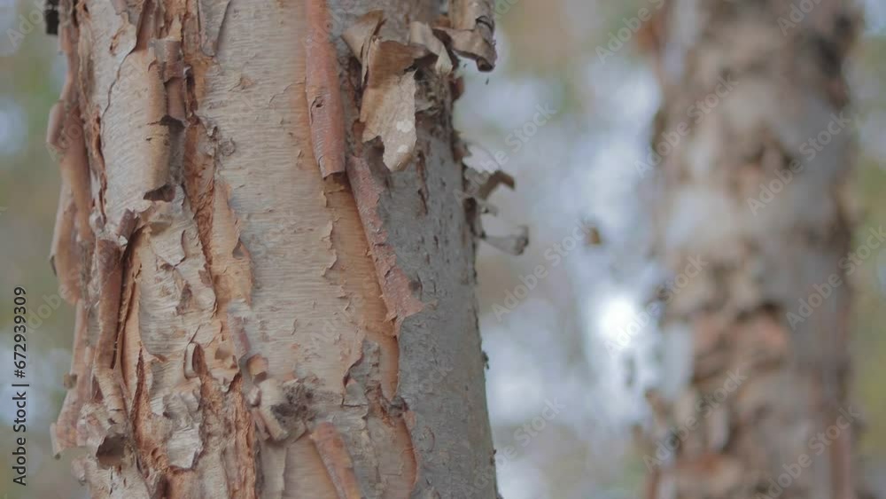 Close up of a river birch tree with shallow depth of field during fall-time. 4k Resolution, Color-graded
