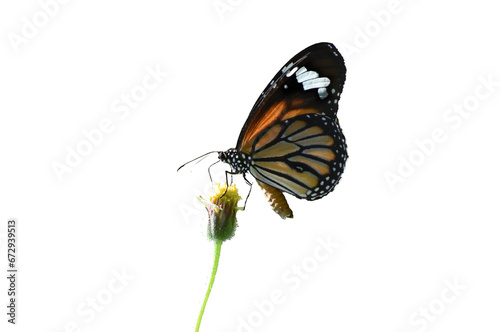 Danaus genutia butterfly sitting on grass flower for feeding to nectar isolated on white background.
