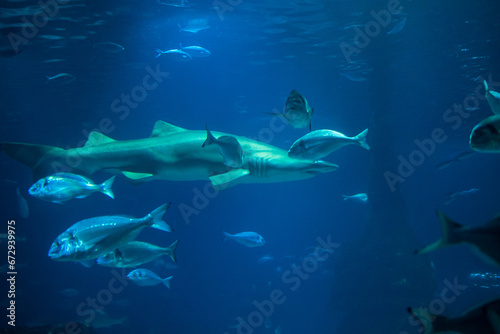 Many fish swim quietly in the water around the shark. The concept of a predator among prey. photo