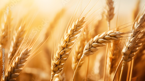 Closeup of golden wheat field. Harvest concept