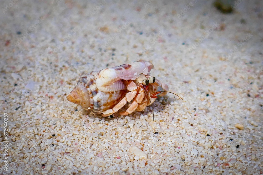 Blue crab emerging from the sand, its claws extended Blue crab emerging from the sand, its claws extended
