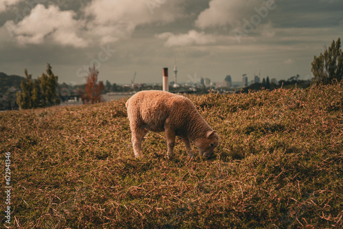 sheep in the field,one tree hill ,Auckland new Zealand