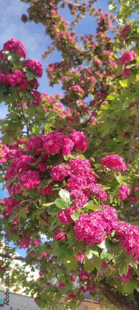 pink flowers on the tree 