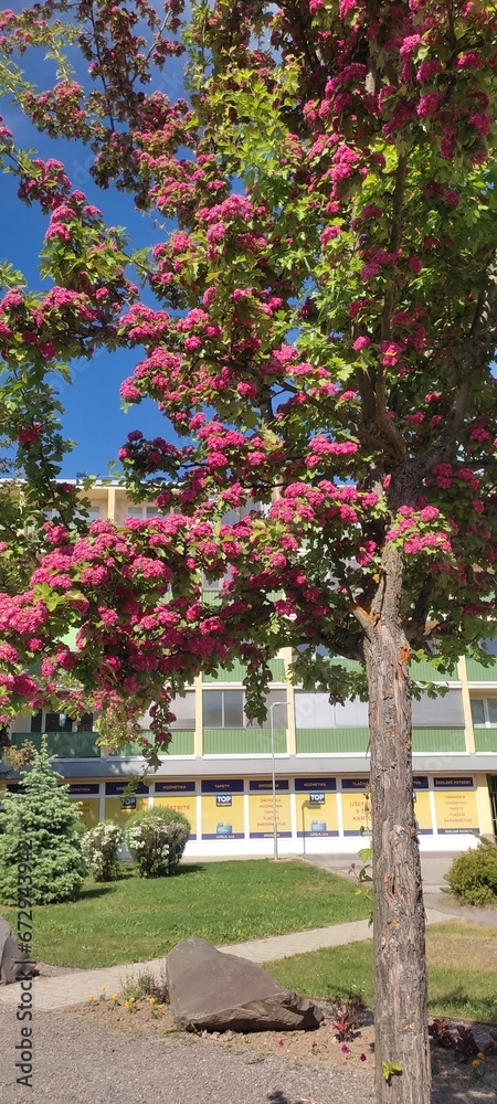 Tree in the city 