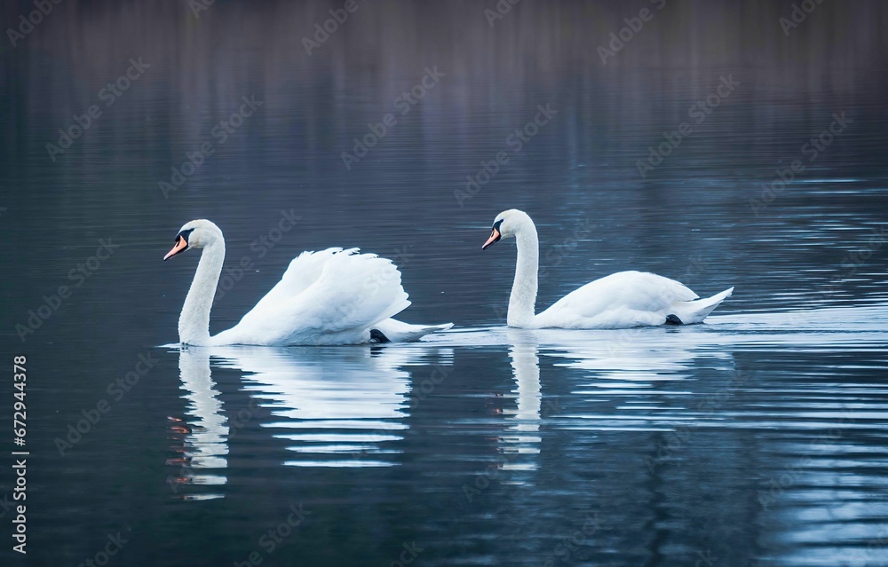 Romantic shot of two swans swimming peacefully in a tranquil lake Romantic shot of two swans swimming peacefully in a tranquil lake