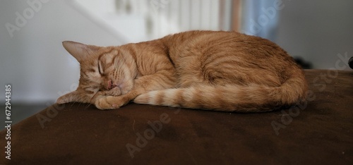 Ginger cat lies curled up and deeply asleep atop a wooden table, its paw outstretched