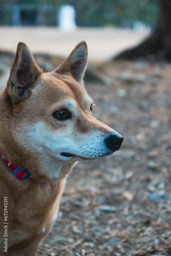 Closeup of a brown domestic dog