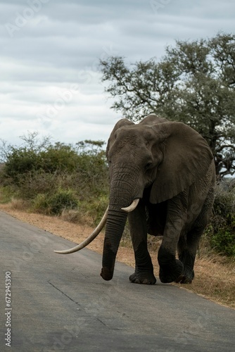 an elephant walking along a road in the wild side up