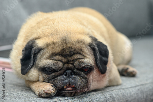 old pug resting in the apartment 8