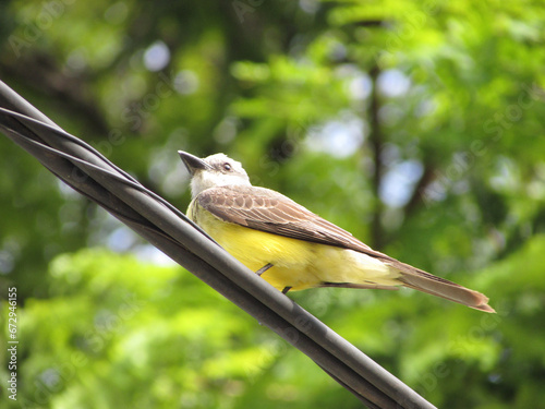 A beautiful bird Suiriri Tyrannus melancholicus perched on a string of light photo