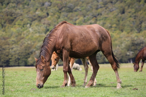 Foal and mother horse grazing on a field