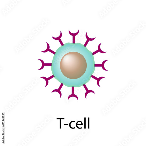 T Cell, T cell icon, helper and cytotoxic T cell, CD Antigen Types., CD4 And CD8. T cell isolated on white background. Immune system. Vector Illustration