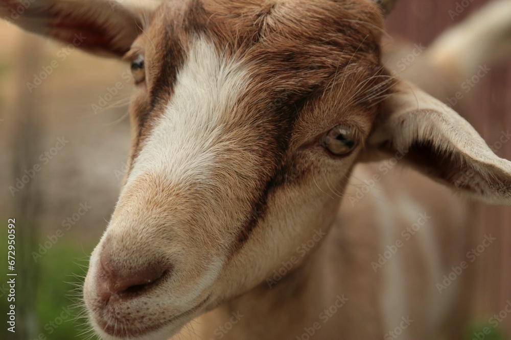 Brown goat enjoying the warm sunshine on a farm Brown goat enjoying the warm sunshine on a farm