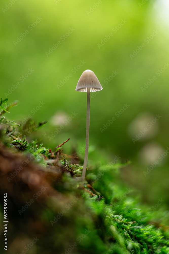 Macrofotografie Pilz im Moos Macrofotografie Pilz im Moos