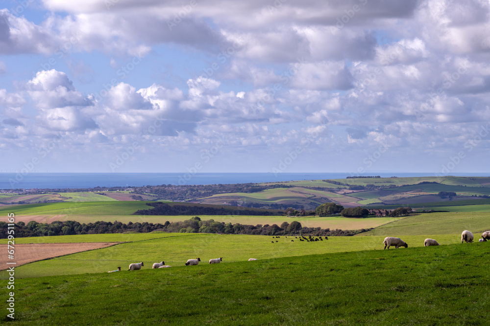 Sheep in a field on the South Downs in autumn, East Sussex, England, and a view of the English Channel. Walking on the South Downs way.