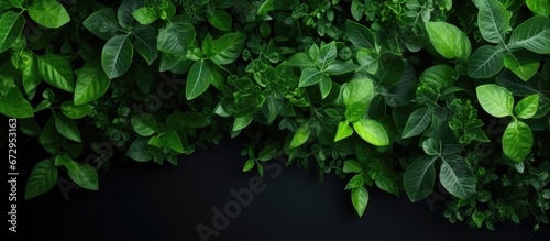 Wallpaper Mural View from the top of a plant with a shade of green Torontodigital.ca