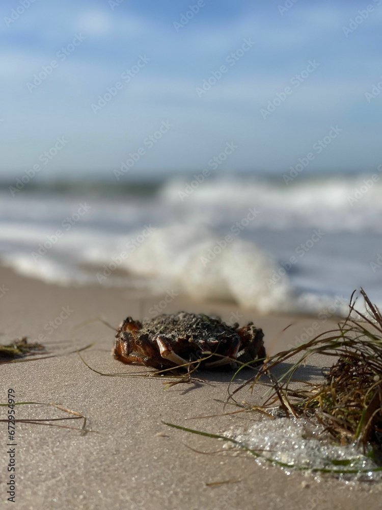 Fototapeta premium Vertical closeup of a crab perched on a sandy beach on a sunny day