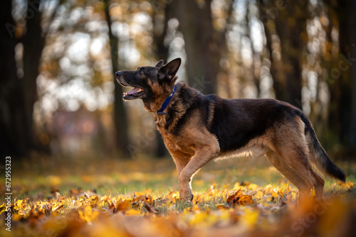 Pies rasy owczarek niemiecki na jesiennym spacerze