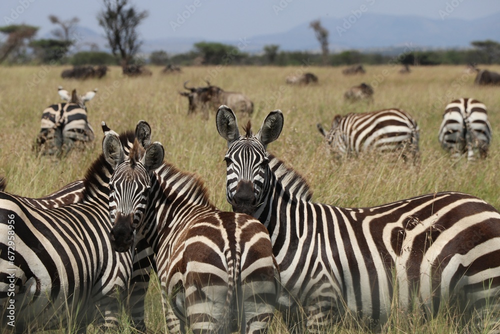 Gros plan sur les zèbres au Serengeti - Tanzanie Gros plan sur les zèbres au Serengeti - Tanzanie