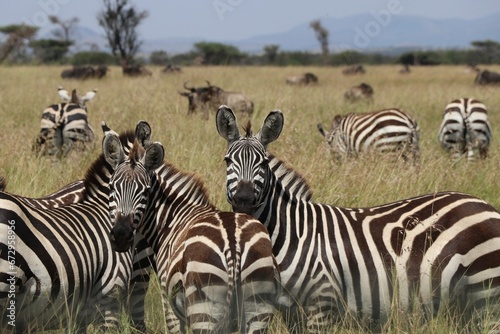 Gros plan sur les z  bres au Serengeti - Tanzanie