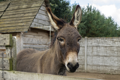 donkey in the farm © Kamil Krawczyk