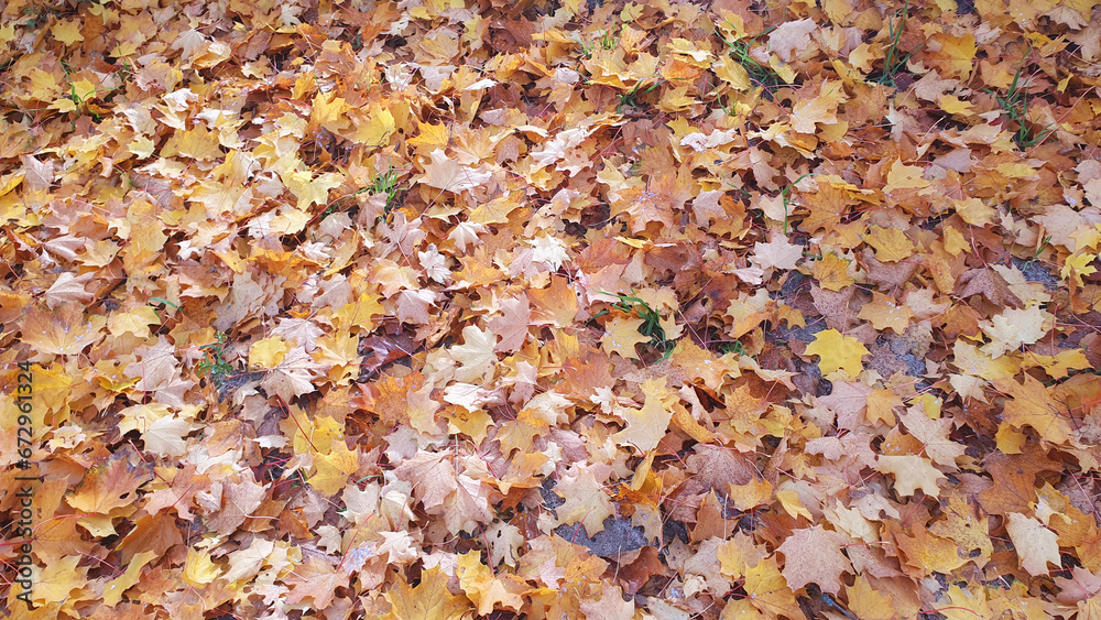 Autumn yellow leaves in the little park with dark weather. Autumn yellow leaves in the little park with dark weather.
