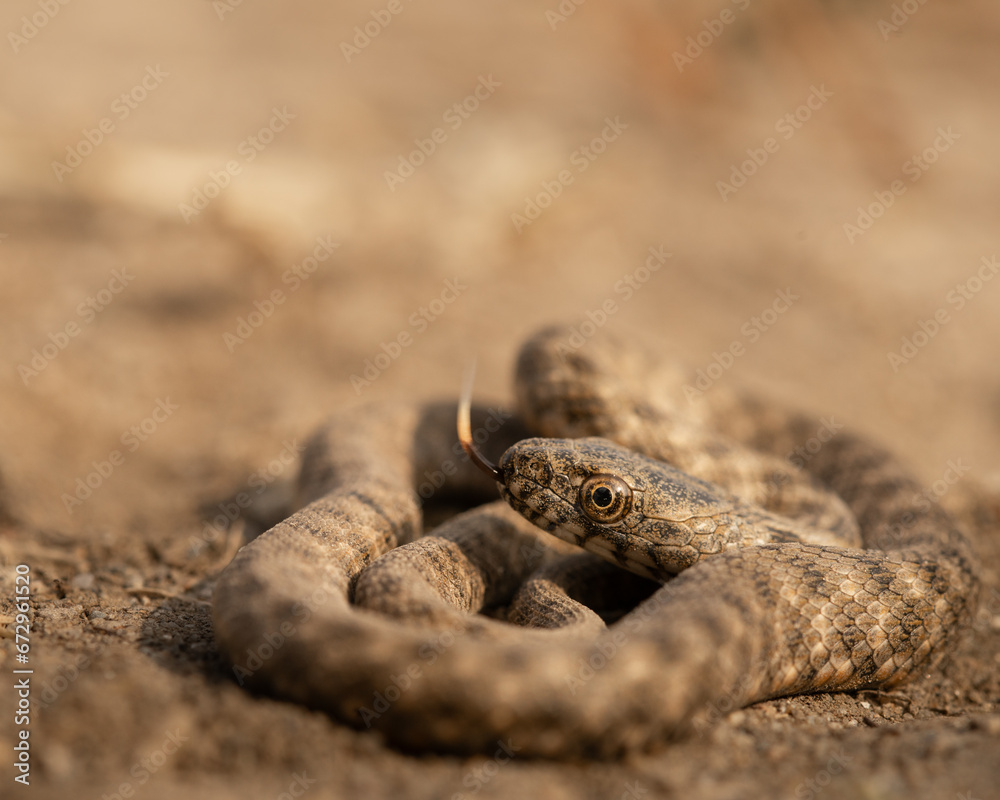 Fototapeta premium juvenile water snake coiled up and flicking its tongue