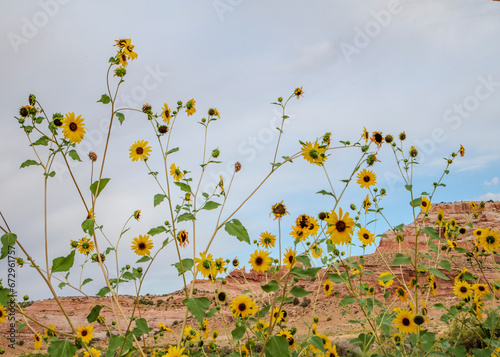Fototapeta Naklejka Na Ścianę i Meble -  Large bushes of Sunflowers grace the landscape around Dewey Bridge and the Colorado River outside of Moab Utah