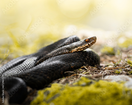 european common viper (adder) melanistic vipera berus macro photo
