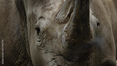 portrait of a white rhinoceros. slow motion photo